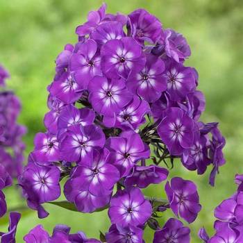 Флокс Phlox paniculata ‘Purple Kiss’